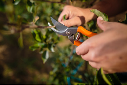 ŠKARJE ZA OBREZOVANJE