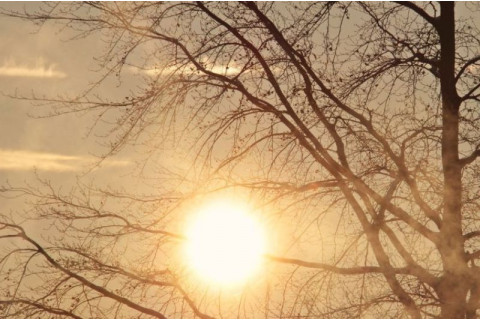 Kako mile zime vplivajo na naš vrt?