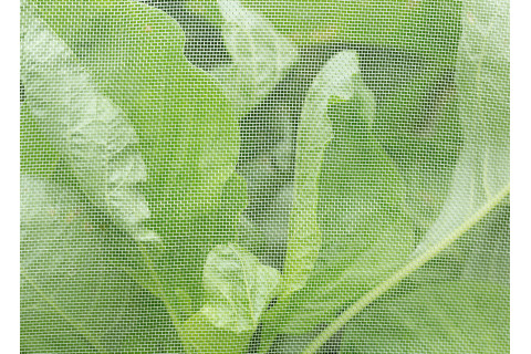 NARAVNO VARSTVO RASTLIN