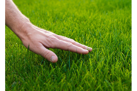 KAKO DO NEGOVANE IN ZELENE TRAVNATE POVRŠINE?