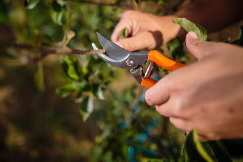ŠKARJE ZA OBREZOVANJE