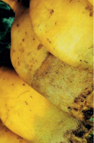 Krmna pesa Brigadier 250 g 