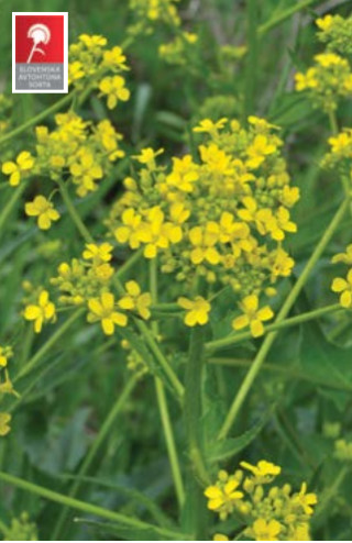 Krmna ogrščica Daniela 1 kg 