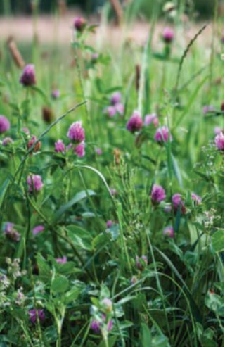 Travnik s črno deteljo 10 kg 