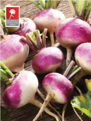 Repa kranjska podolgovata 250 g 