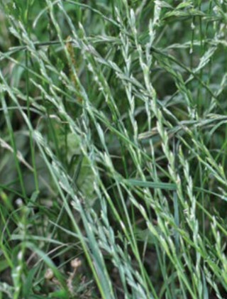 Trpežna ljuljka Mathilde 10 kg 