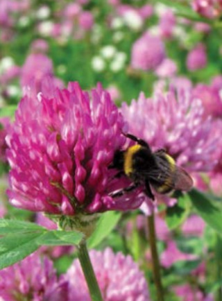 Črna detelja Rozeta 10 kg 