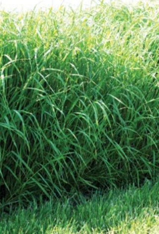 Sudanska trava Susu 15 kg 