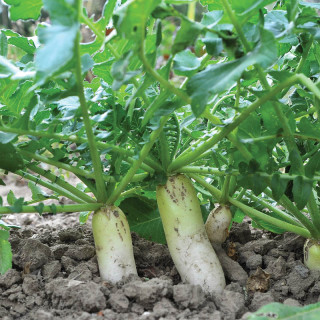 Meliorativna redkev 10 kg 