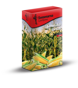 Koruza RGT Dragster 5 MK 