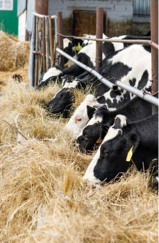 Njiva 3 večletna kompleksna DTM z lucerno 10 kg 