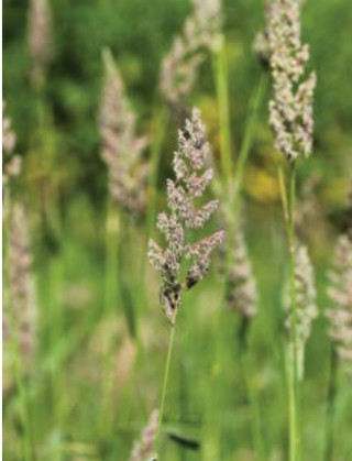 Pasja trava Sparta 5 kg 