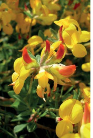 Nokota Marianne 1 kg – šk. 