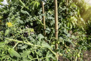 Opornik bambus 60 cm 10 kom 5–7 mm 