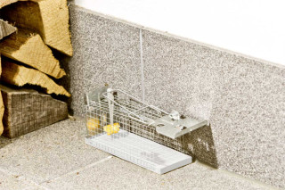 Past za miši - žična kletka 