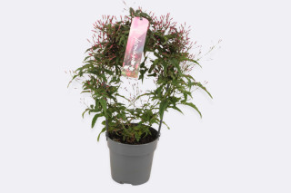 Jasmin (Jasminum polyanthum, Passion Dark Pink), P12H40 