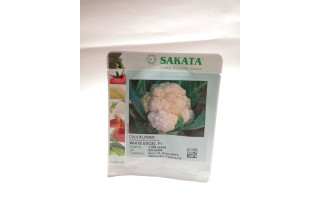 CVETAČA WHITE EXCEL F1  1/1000 zrn netret. 