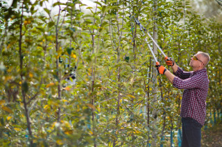 Škarje za veje S. 82cm ALU LS 128 Villager 