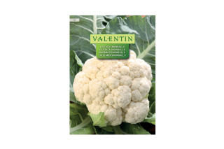 Cvetača Snowball X 10 Valentin 