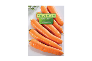 Korenček Nantes 2 189 Valentin 