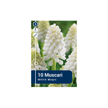 Master Muscari Aucheri White Magic 10/1 
