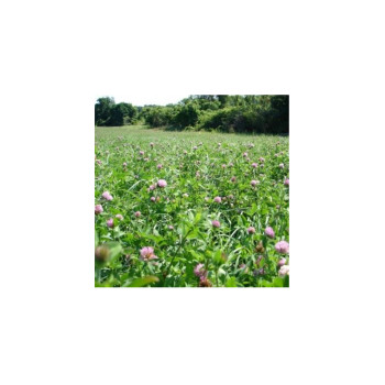 Travnik s črno deteljo 1 kg 