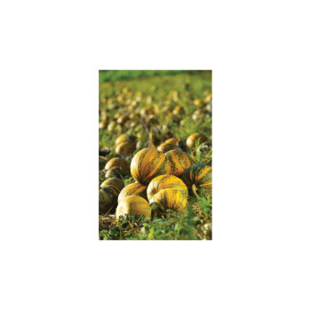 Buča slovenska Golica 250 g 