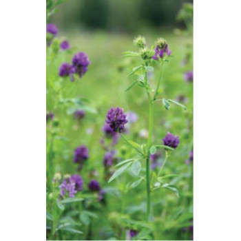 Lucerna Soča 1 kg - šk. 