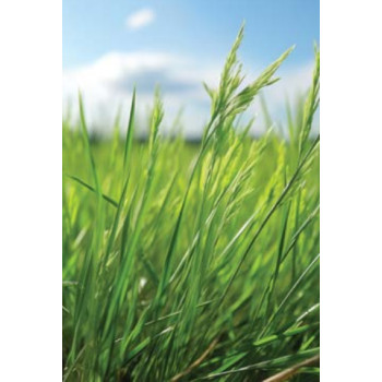 Mnog. ljuljka Melquatro 1 kg 