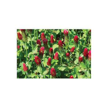 Inkarnatka Bolsena 25 kg 