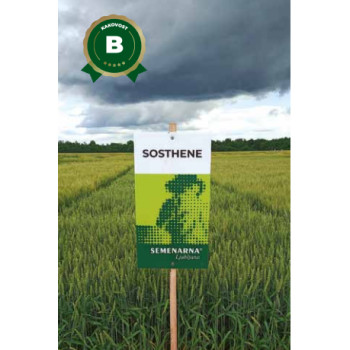 PŠENICA NAVADNA SOSTHENE CS C1 25 KG T 