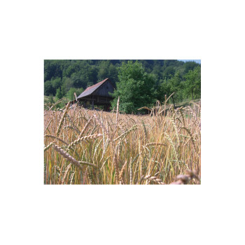 Pšenica navadna Valbona C1 25 kg 