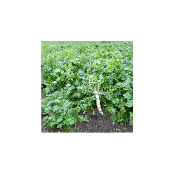 Meliorativna redkev 25 kg 