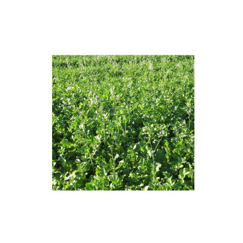 Oljna redkev Iris 1 kg 