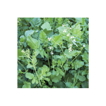 Oljna redkev Anna 25 kg 