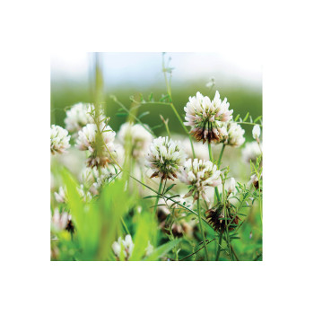 Bela detelja Pericon 1 kg 