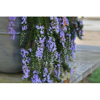 Rosmarinus prost. P.25 (Poveš. rožmarin) 