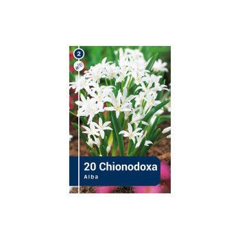 Master Chionodoxa Luciliae Alba 20/1 