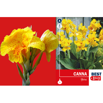 Best buy Canna Yara 1/1 