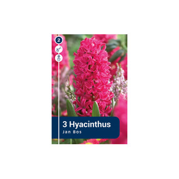 Master Hyacinthus Jan Bos 3/1 