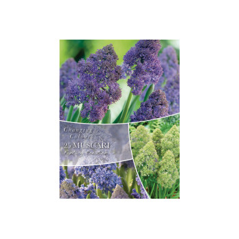 Changing Colors Muscari Fantasy Creation 25/1 