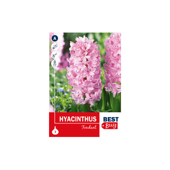 Super Best Buy Hyacinthus Fondante 3/1 