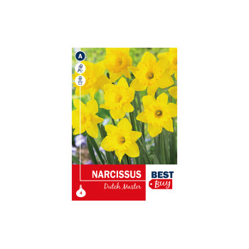 Super Best Buy Narcissus Dutch Master 4/1 