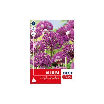 Super Best Buy Allium Purple Sensation 3/1 