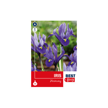 Super Best Buy Iris Reticulata Harmony 8/1 