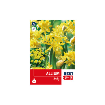 Super Best  Buy Allium Moly 30/1 