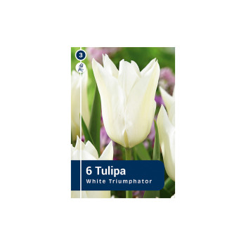 Master Tulipa White Triumphator 6/1 