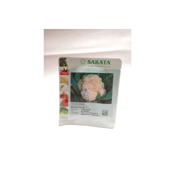 CVETAČA WHITE EXCEL F1  1/1000 zrn netret. 