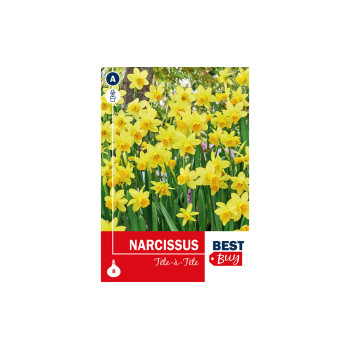 Super Best Buy Narcissus Tête Á Tête 8/1 