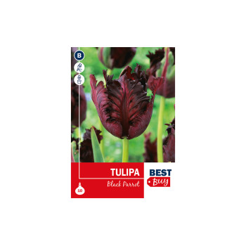 Super Best Buy Tulipa Black Parrot 5/1 
